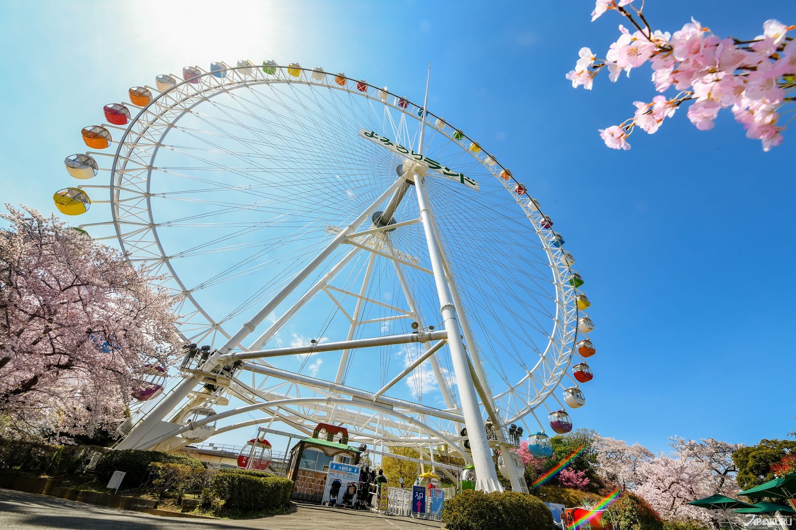 JAPANKURU Sakura Season at Tokyo Amusement Park Yomiuriland 🌸 Be Surrounded by 1,000 Cherry