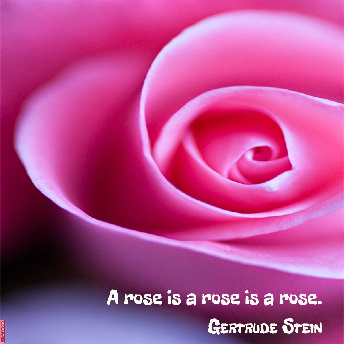 Grafados Gertrude Stein A rose is a rose is a rose.