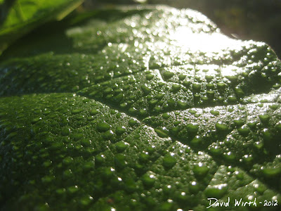 Leaf Macro Phototraphy
