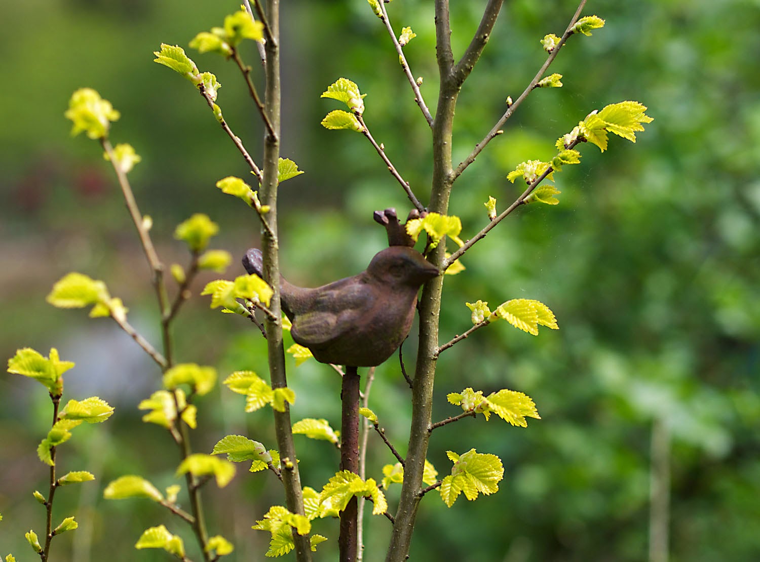 Im Garten und am Wegesrand Goldulme und Zaunkönig