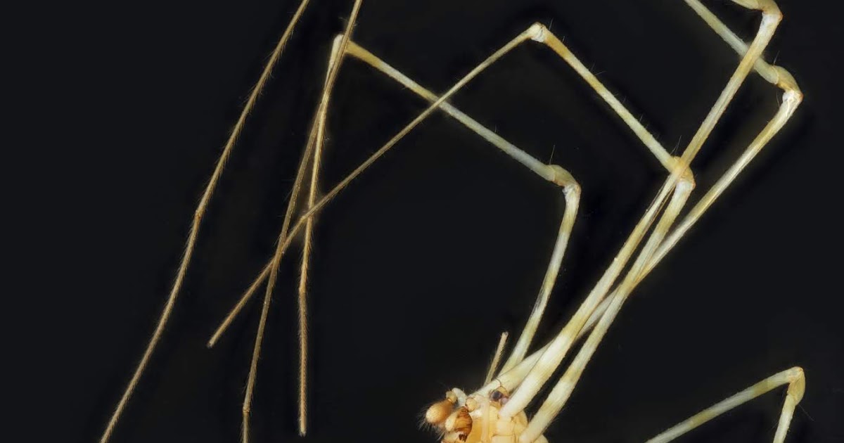 Variety of Life Synotaxidae