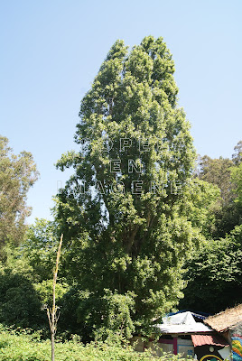 Árboles en Sopelana (Sopela)