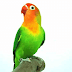 5 Fakta Menarik Tentang Burung Lovebird