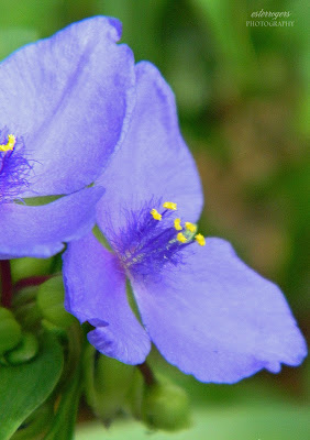 Ester Rogers Photography: Beautiful Purple Flowers