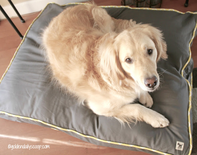 Upcycle Your Stuff with Molly Mutt Dog Beds molly mutt large dog bed for golden retriever