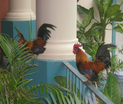 Bantam roosters, La Ceiba, Honduras
