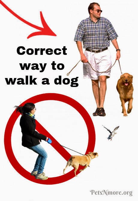 retractable leash bad