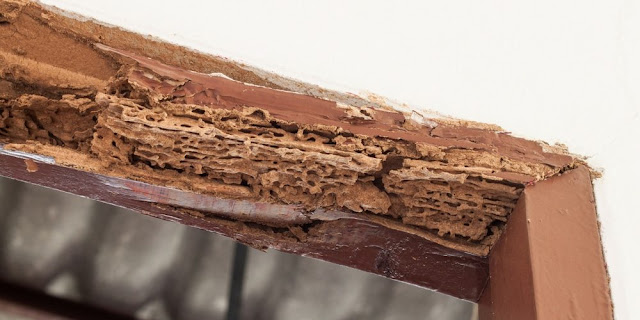 Timber pest inspections