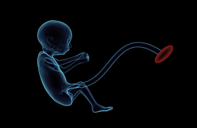 perkembangan janin usia 4 bulan, perkembangan janin 16 minggu, pertumbuhan janin 4 bulan, pertumbuhan janin 16 minggu, janin bayi 4 bulan, janin