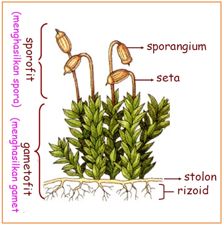 Pergiliran keturunan yang terjadi pada tumbuhan paku dan tumbuhan lumut disebut
