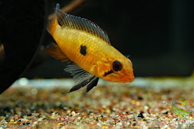 Apistogramma lineata