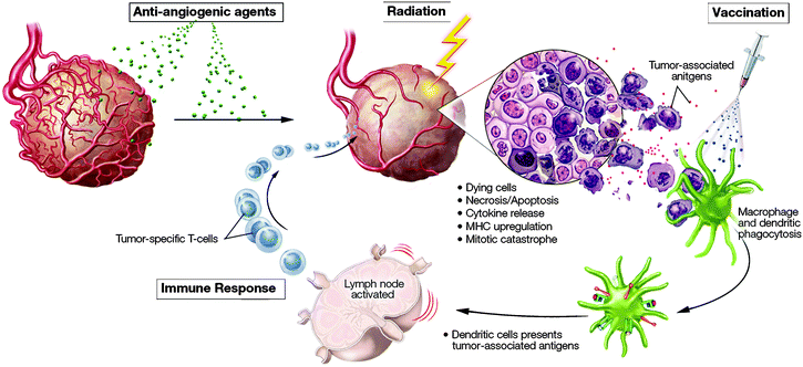 http://www.cancer-treatment-madurai.com/treatments-for-cancer.php#immunotherapy