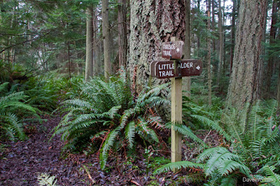 Little Alder Trail