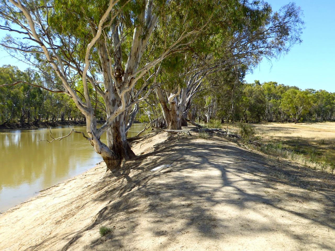 Murray River Kayak. Day 5 1489 to1435 km to the sea Murrabit, Mud