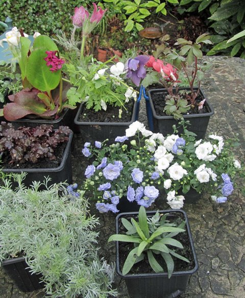 vieux Clos F  te des plantes vivaces Saint Jean Beauregard