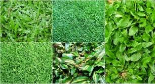 Jual Rumput Taman di Foresta Bsd Jual Rumput Taman di Foresta Bsd