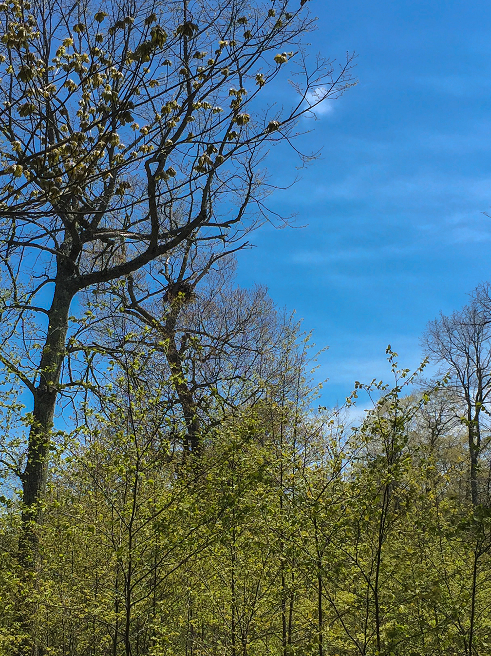 Abandoned Bald Eagle Nest on Plum Island in Door County WI