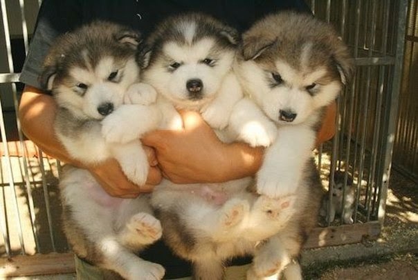 White Wolf 15 Chubby Alaskan Malamute Puppies That Will