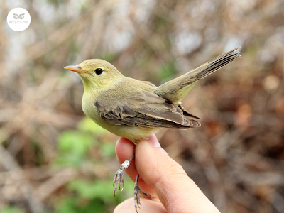 Zarcero políglota (Hippolaris polyglotta).