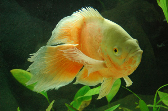 fishes world Infromation about fishes