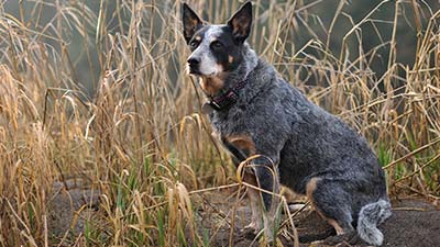 Australian Cattle Dog