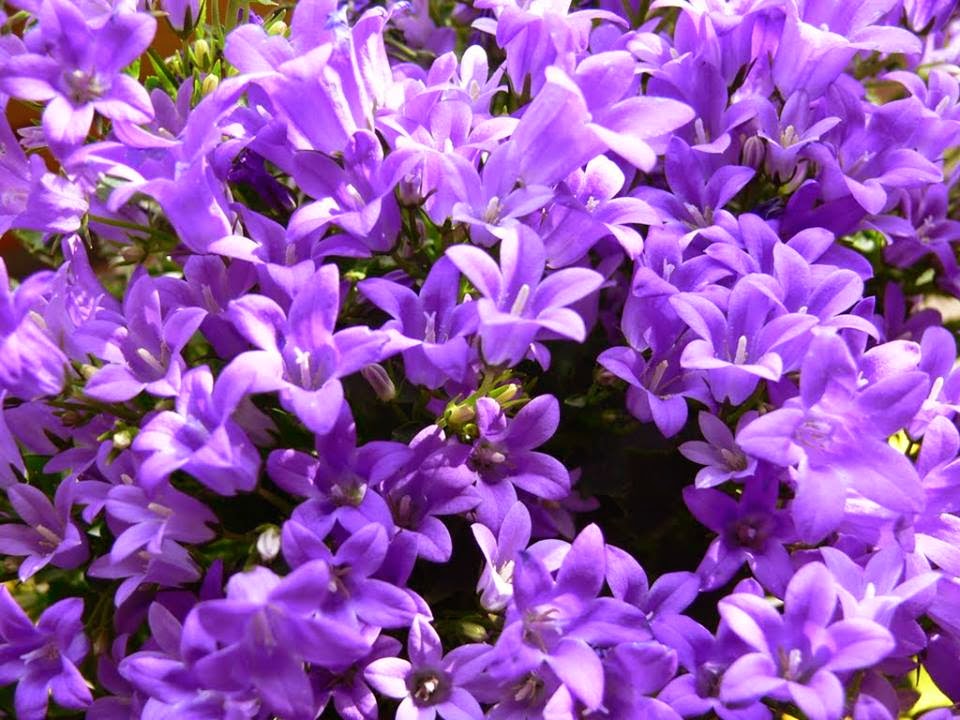 Platycodon grandiflorum flowers forest in Belgium Platycodon grandiflorum flowers forest in Belgium