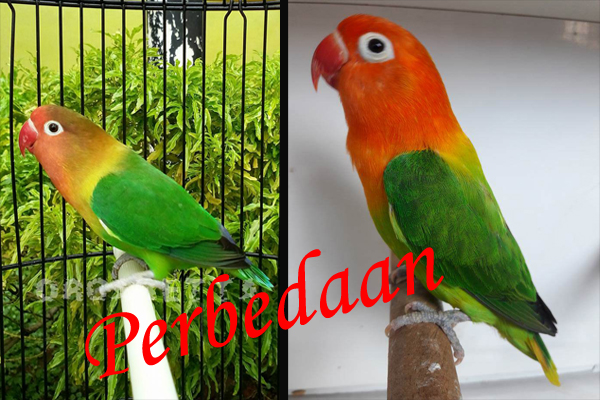 Lovebird Biola Pastel Hijau Lovebirds Lover