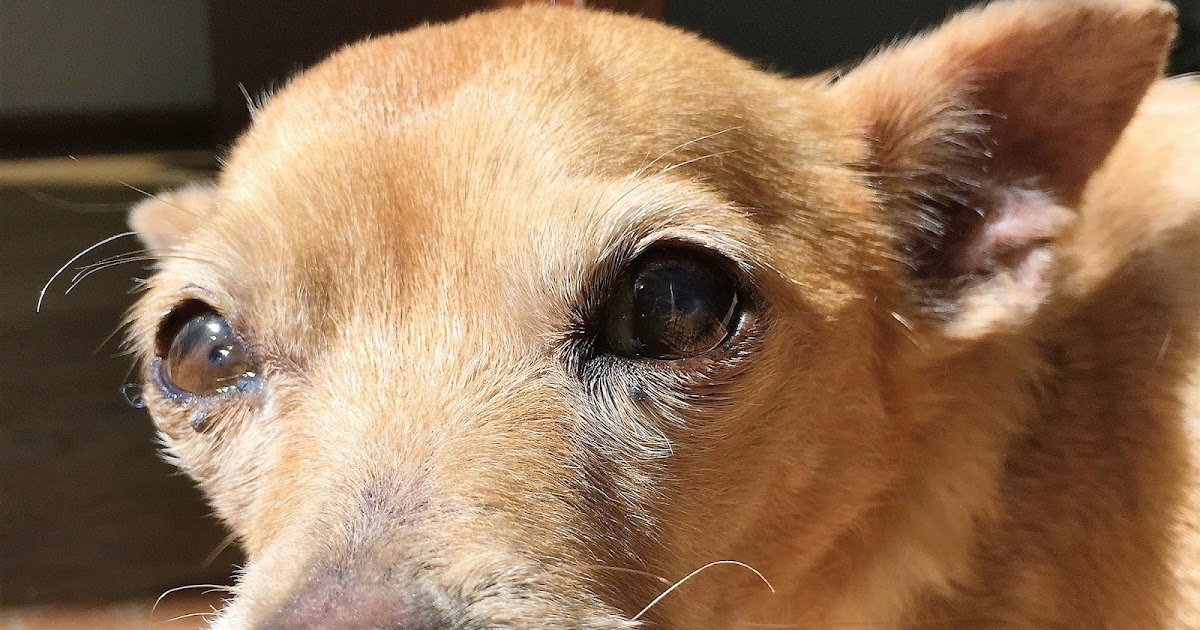 Senior Dry Dog Food Ratings Senior Dry Dog Food Ratings