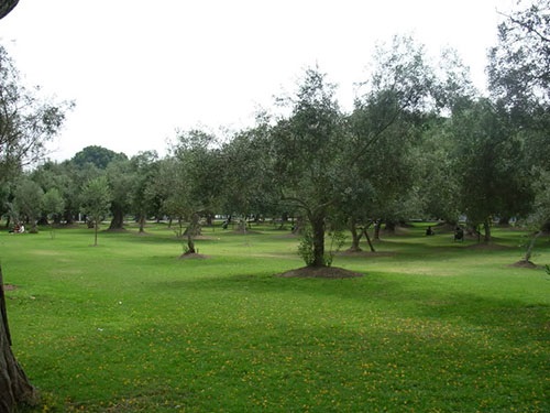 Parque El Olivar (San Isidro)