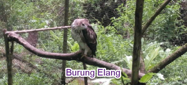 Konservasi Elang Di Halimun Salak Mikirbae Com