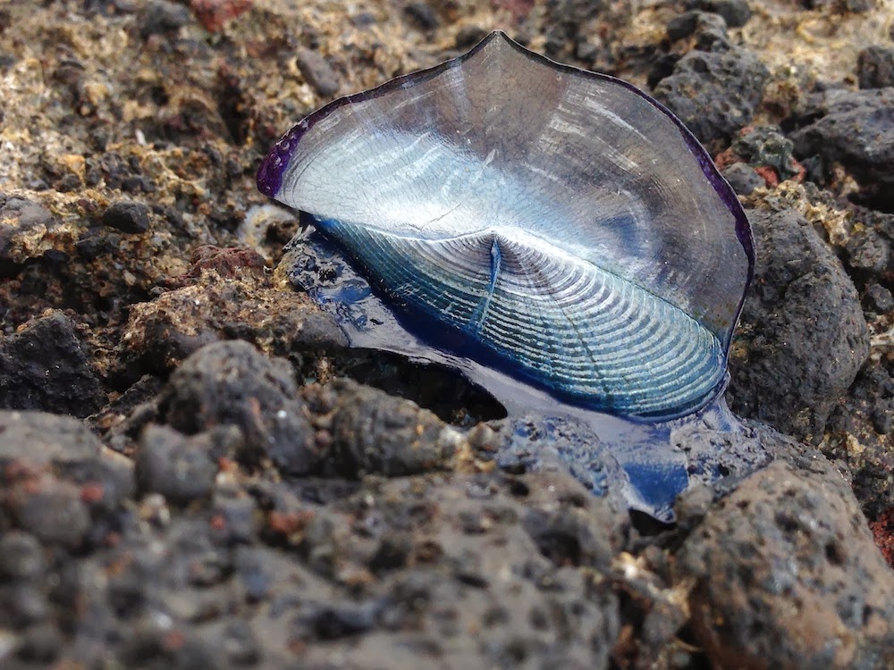Rafael Microfauna Marina: Velella (Cnidarios: Hidrozoos)
