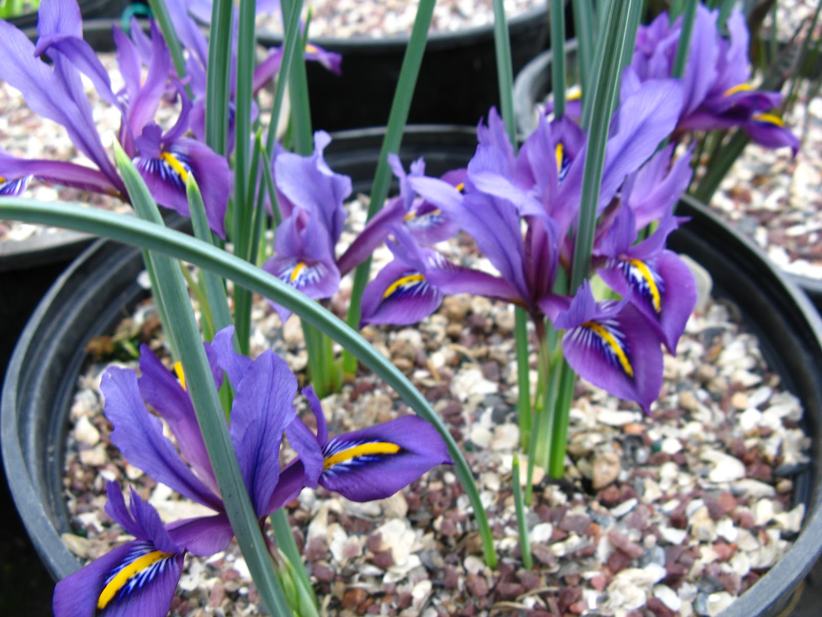 illahe Rare Bulbs Late Feburary