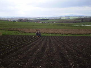 A field being sown by a tractor