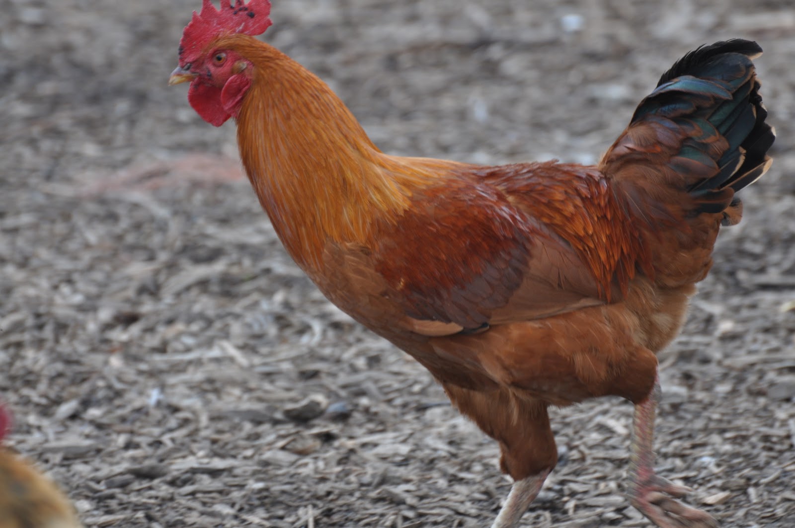 meat How we sell chickens (and why we sell chickens this way)