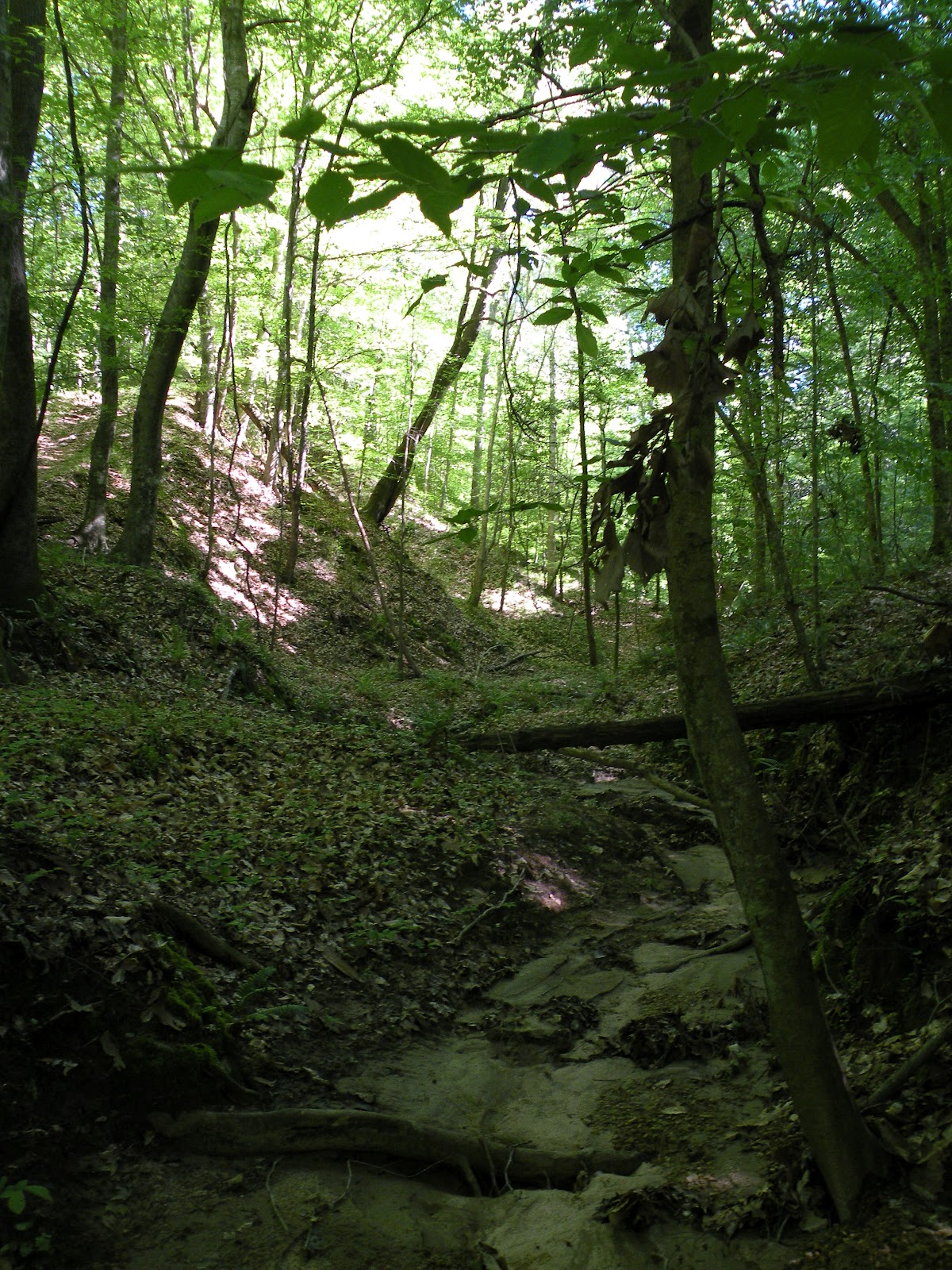Mary's Louisiana Garden Tunica Hills WMA