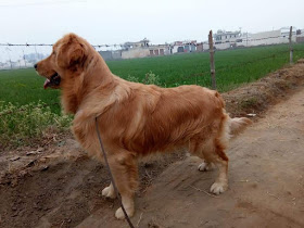 puppies for sale in ahmedabad