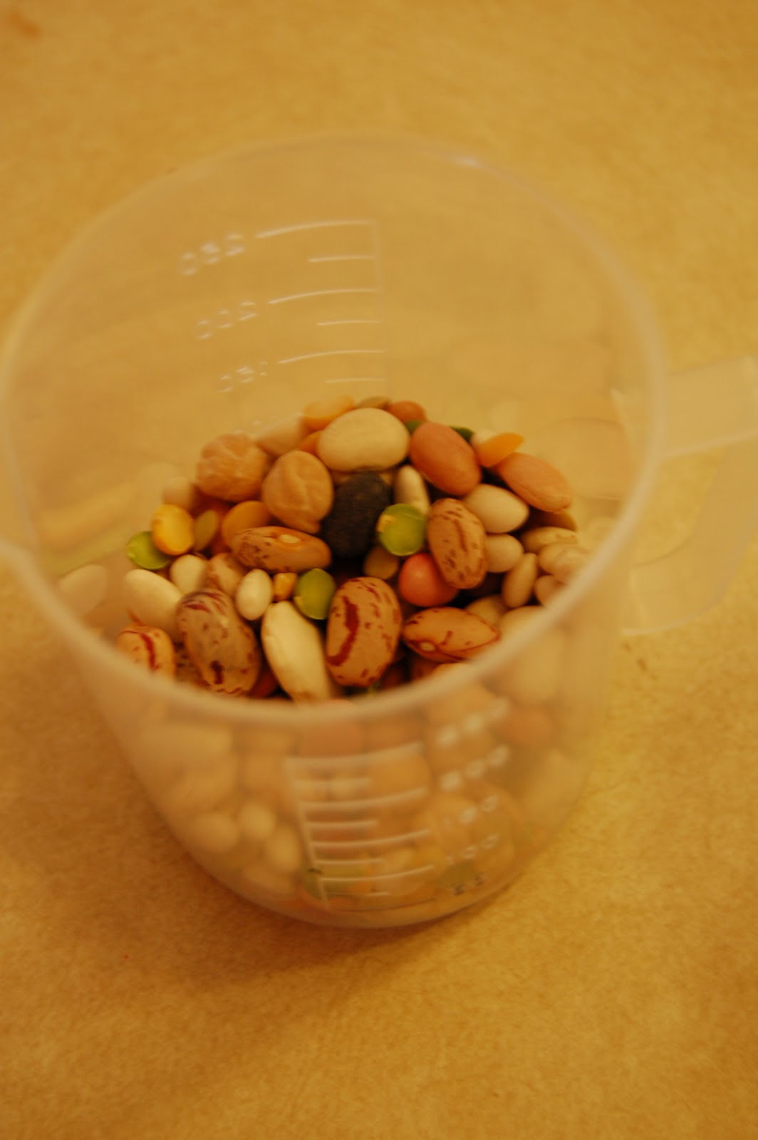 Dissecting A Lima Bean