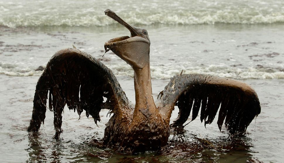 DeterioroAmbientalMQ! Deterioro ambiental&la destruccion del habitat