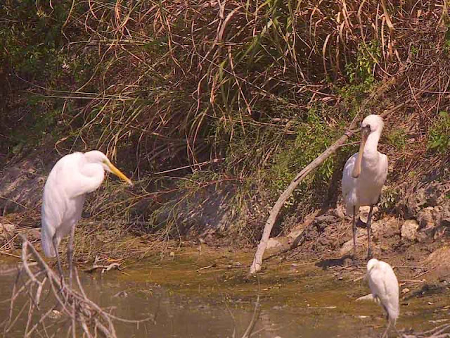 birds, spoonbill and egrets