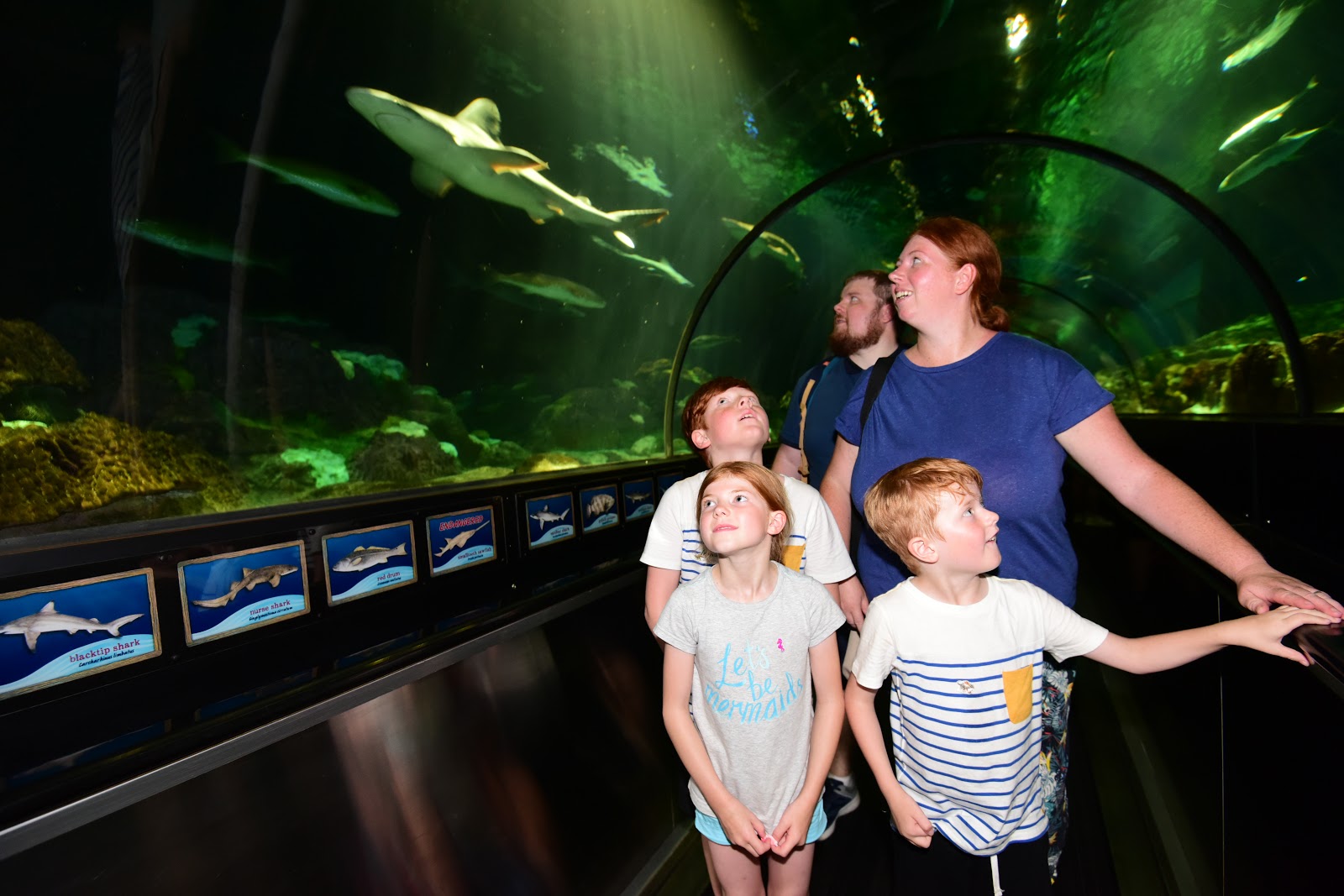 Closeup Animal Encounters and Rides to Enjoy at The SeaWorld Parks