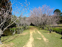 Cerejeira Templo Kinkaku-ji em Itapecerica da Serra