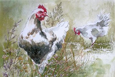 Les poules blanches, aquarelle