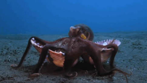 3.gif