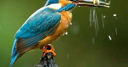 Cara Mengetahui Lokasi Sarang Burung Tengkek Udang Di Habitatnya