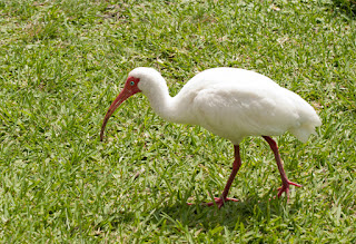 A white ibis with it's distinctive curved orange beak and orange feet and legs.