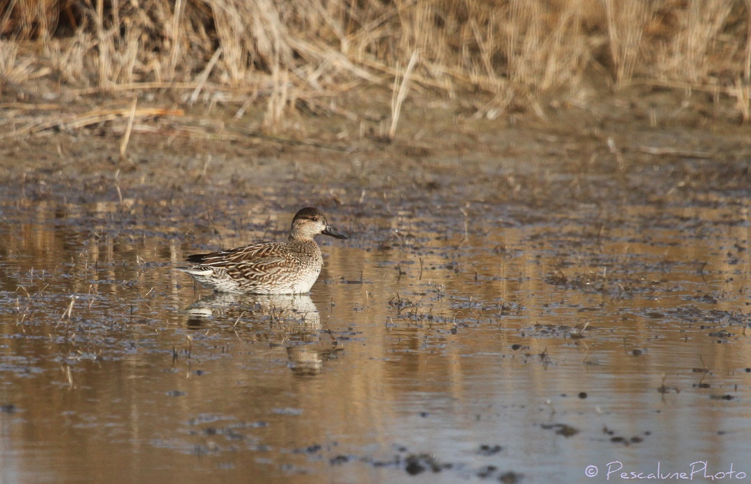 Pescalune Photo Sarcelle d