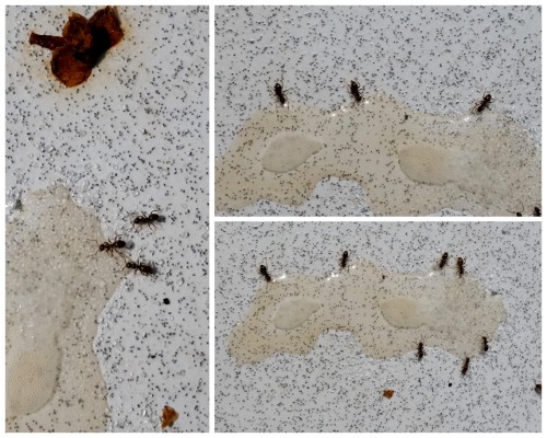 Nunu S Garn Und Stofflabor Grosses Gekrabbel Oder Die