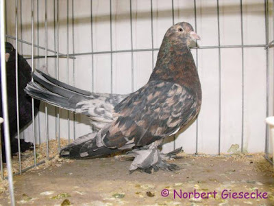 persian pigeon - persian roller