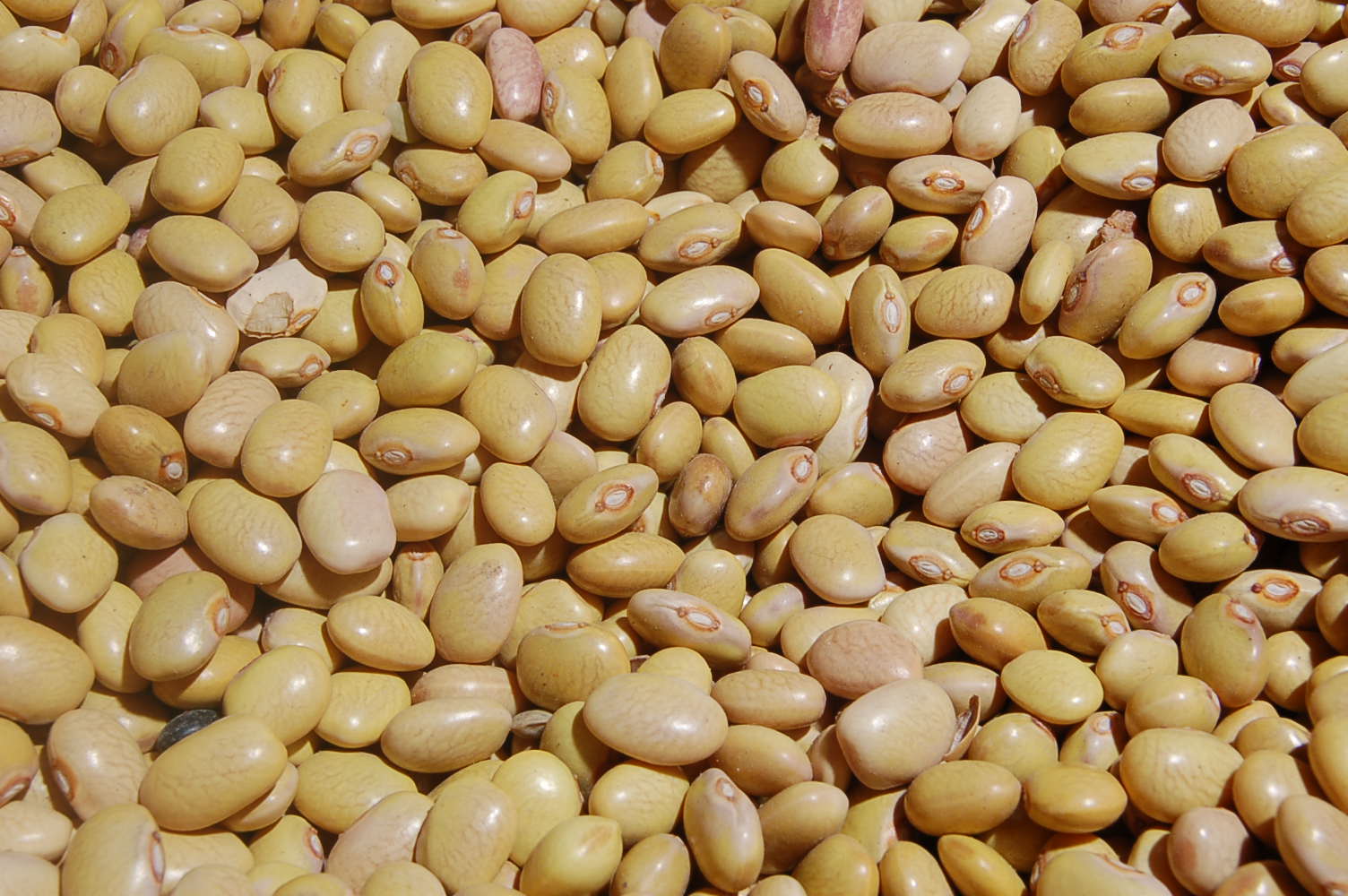 EL FRIJOL Y SU IMPORTANCIA EN MEXICO