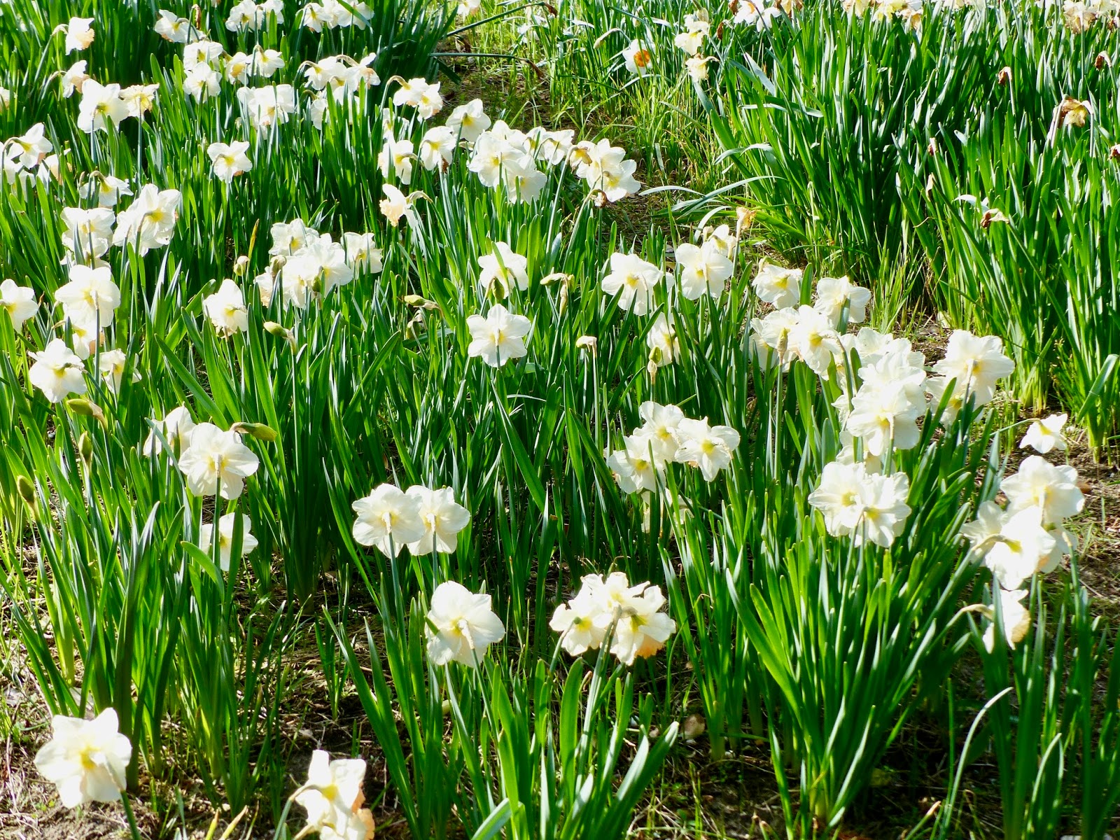 Roadtrip In Netherlands